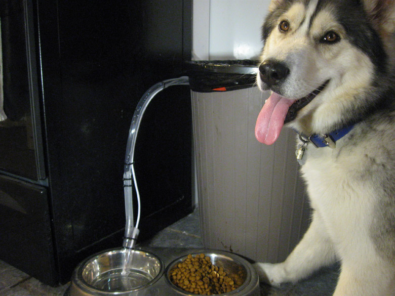  Projects - Automatic Dog Water Dish